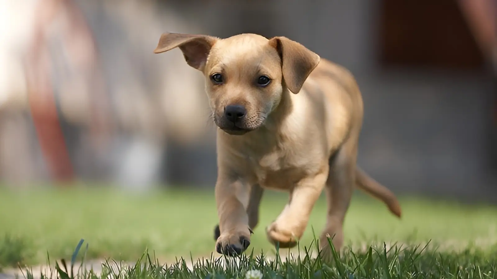 Pet-Friendly Living at Embassy Biome Southern Reserve — Paw Park, Walking Paths, Pet Policies